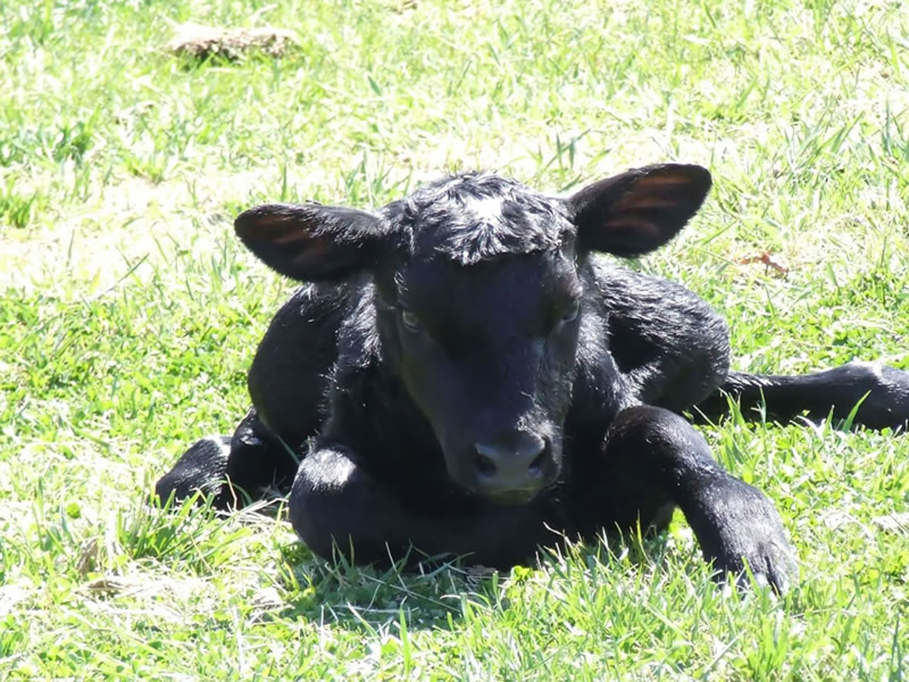 calf1_909.jpg
