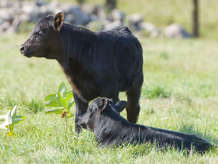 calfs-b-4zu3.jpg