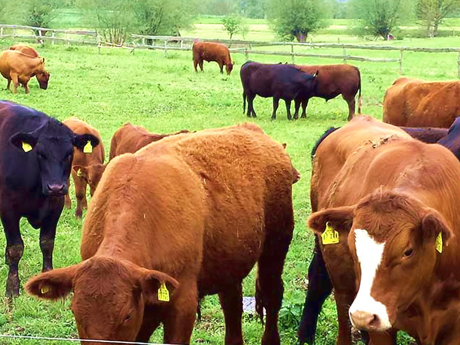 slider-cows-01_909.jpg